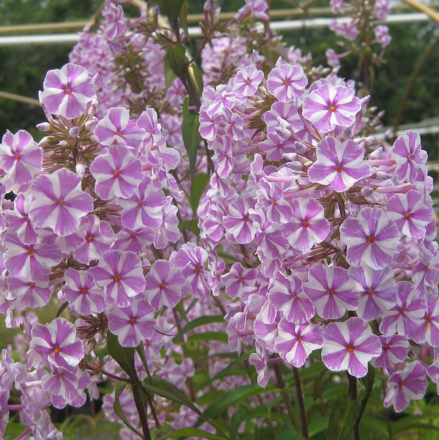 Phlox maculata 'Natascha' - Meadow Phlox from Hoffie Nursery