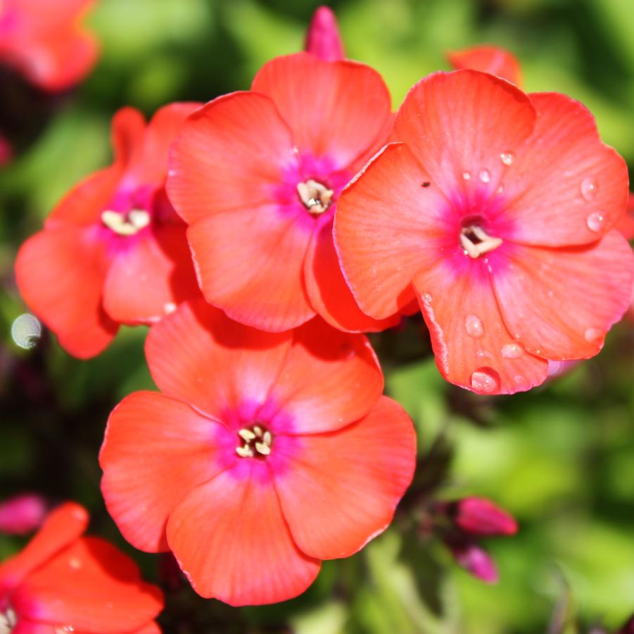 Phlox paniculata 'Orange Perfection' - Garden Phlox from Hoffie Nursery