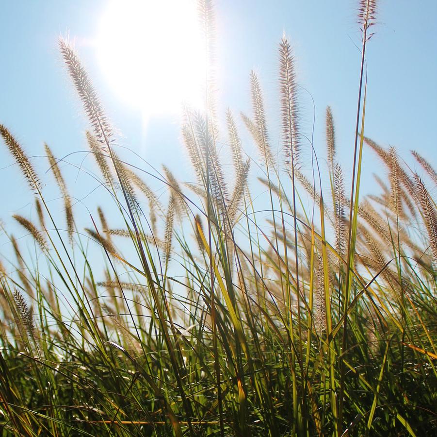 Pennisetum alopecuroides - Fountain Grass from Hoffie Nursery