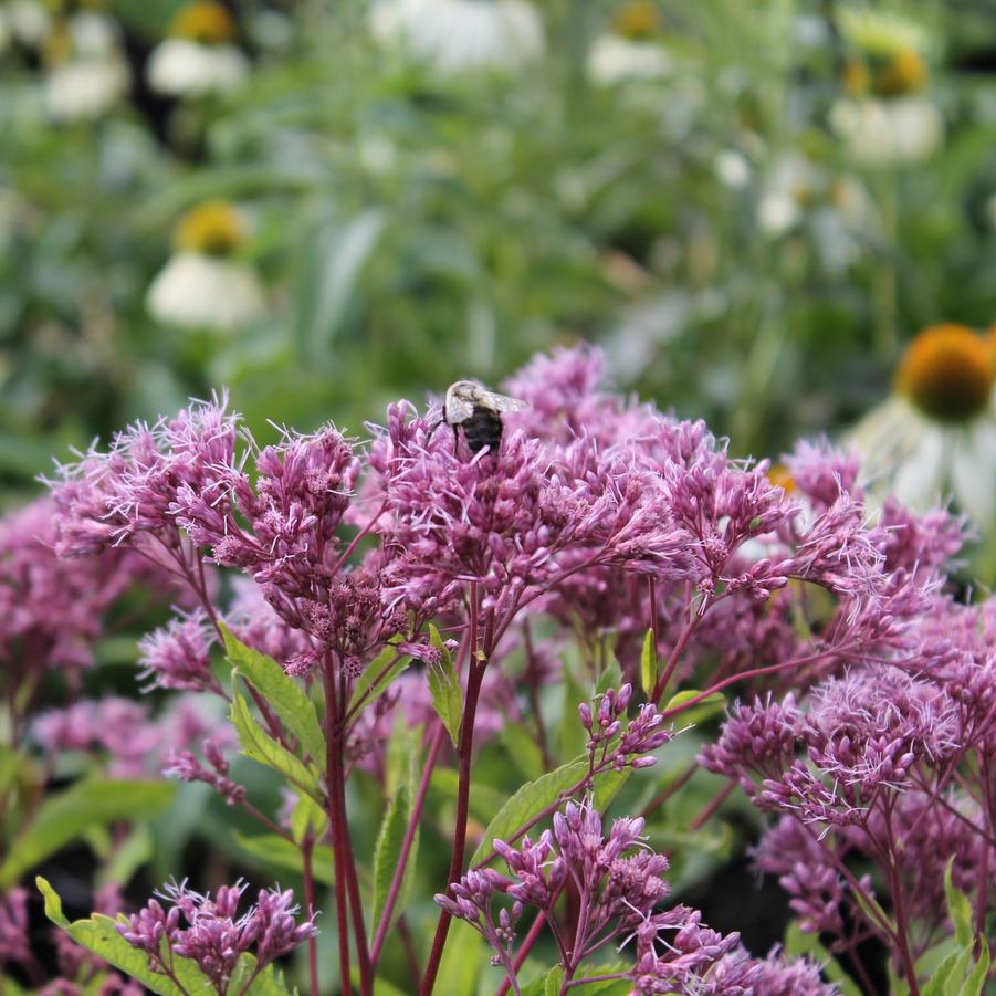 Eupatorium 'Phantom' - Joe Pye Weed from Hoffie Nursery