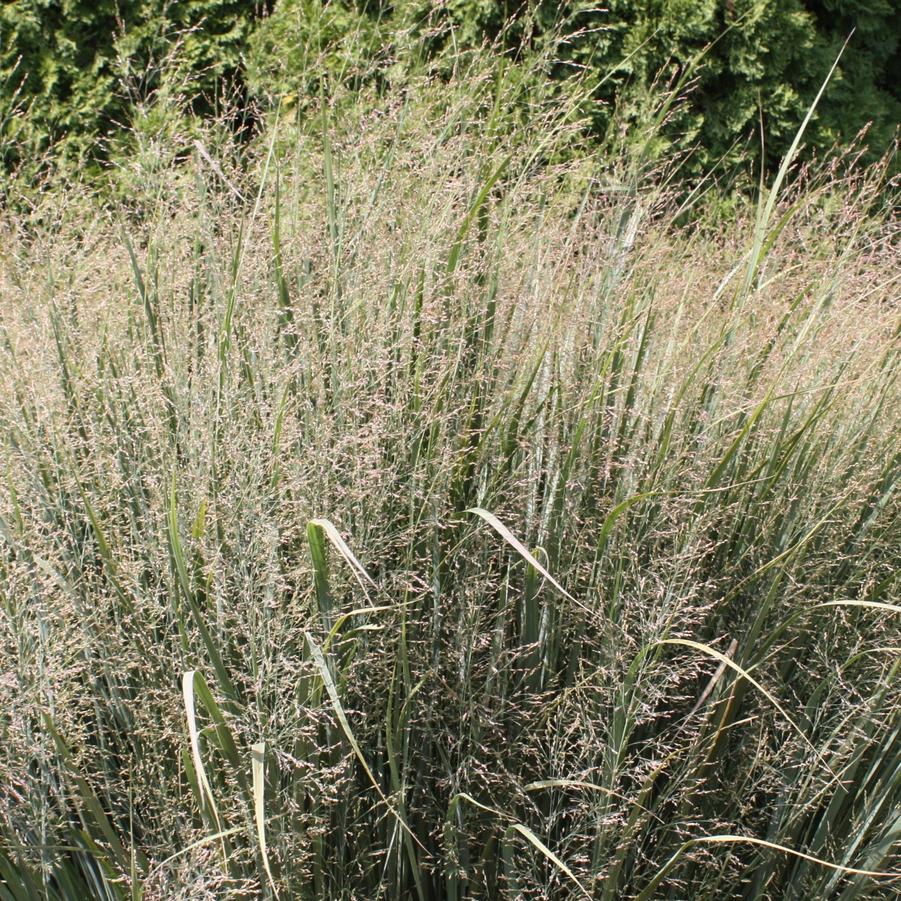 Panicum virgatum 'Northwind' - Switch Grass from Hoffie Nursery