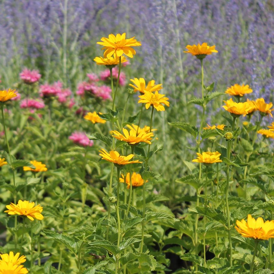 Heliopsis helianthoides 'Summer Sun' - False Sunflower from Hoffie Nursery
