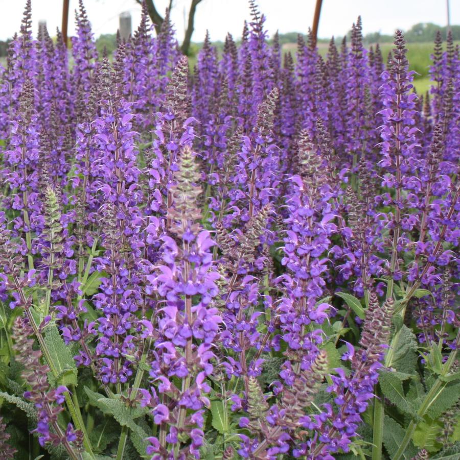 Salvia 'May Night' - Hybrid Sage from Hoffie Nursery