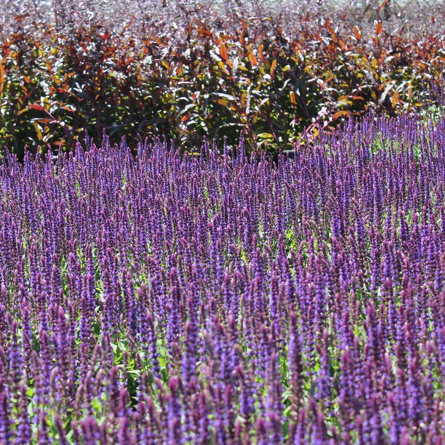 Salvia nemorosa 'East Friesland' - Hybrid Sage from Hoffie Nursery