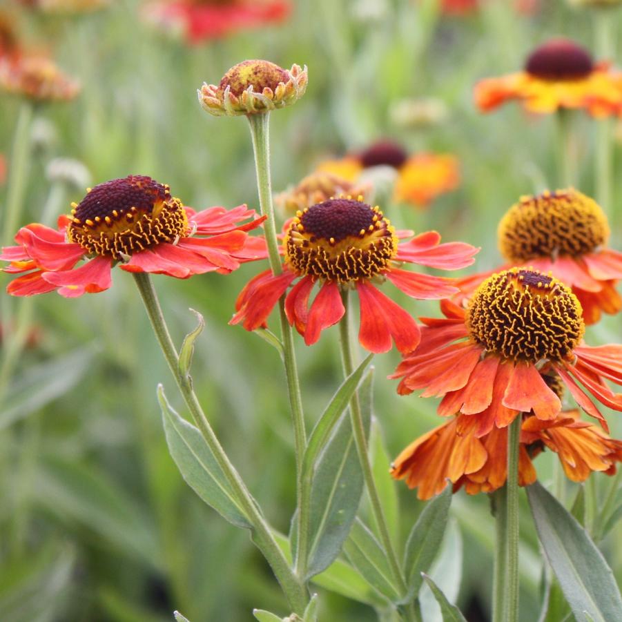 Helenium 'Mardi Gras' - Helen's Flower from Hoffie Nursery