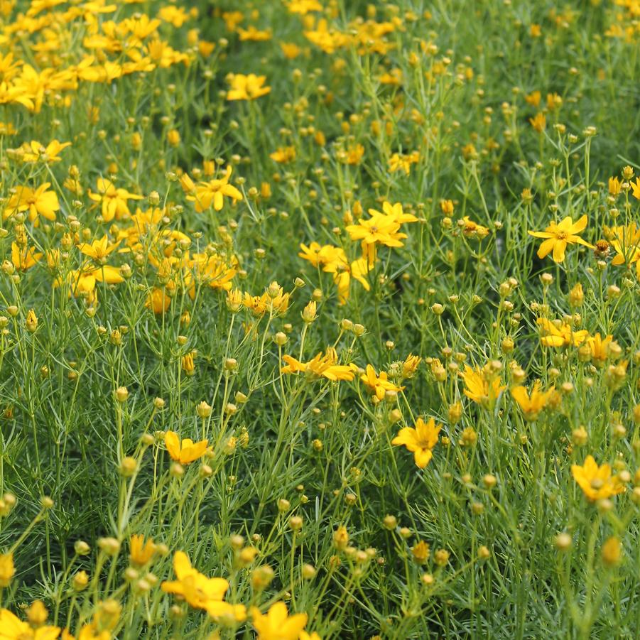Coreopsis verticillata 'Golden Showers' - Threadleaf Coreopsis from Hoffie Nursery
