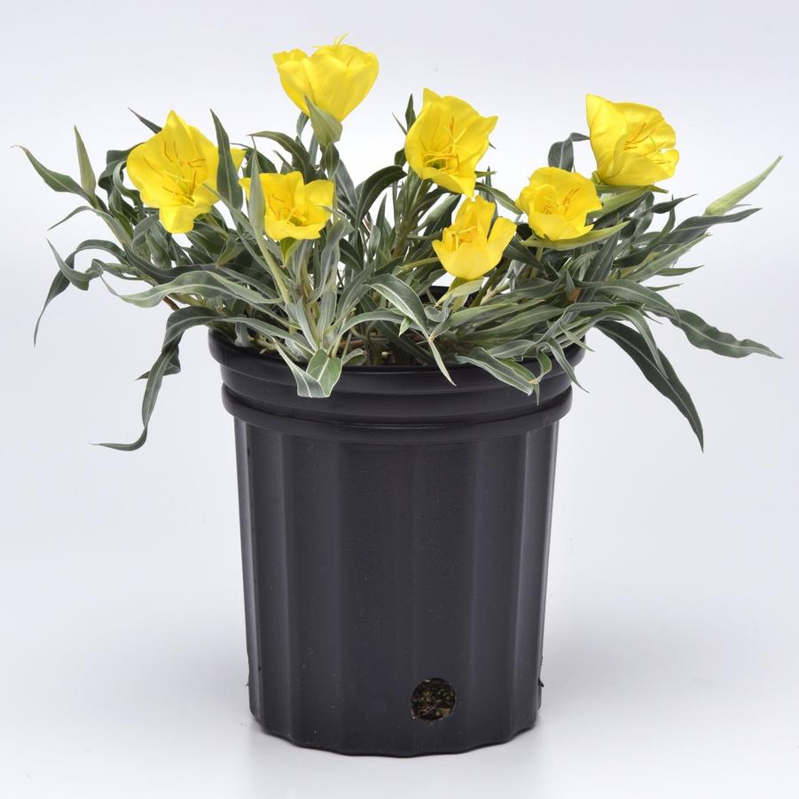 Oenothera missouriensis 'Evening Sun' - Evening Primrose from Hoffie Nursery