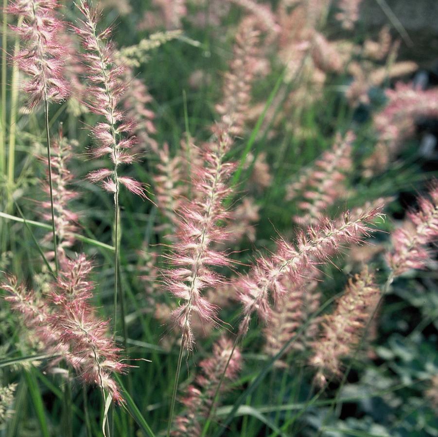 Pennisetum orientale 'Karley Rose' - Oriental Fountain Grass from Hoffie Nursery