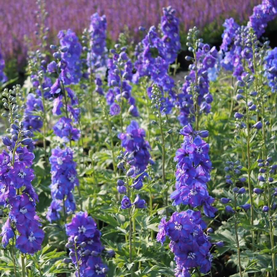 Delphinium elatum 'Guardian Blue' - Larkspur from Hoffie Nursery