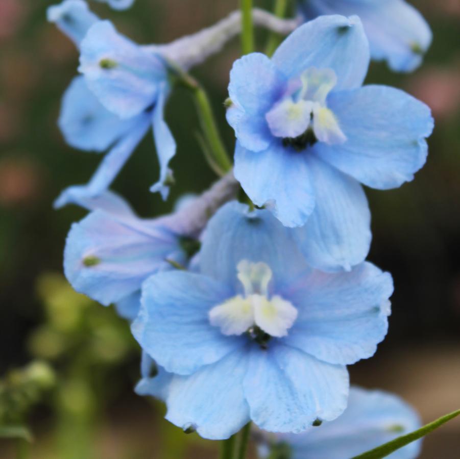 Delphinium belladonna - Larkspur from Hoffie Nursery