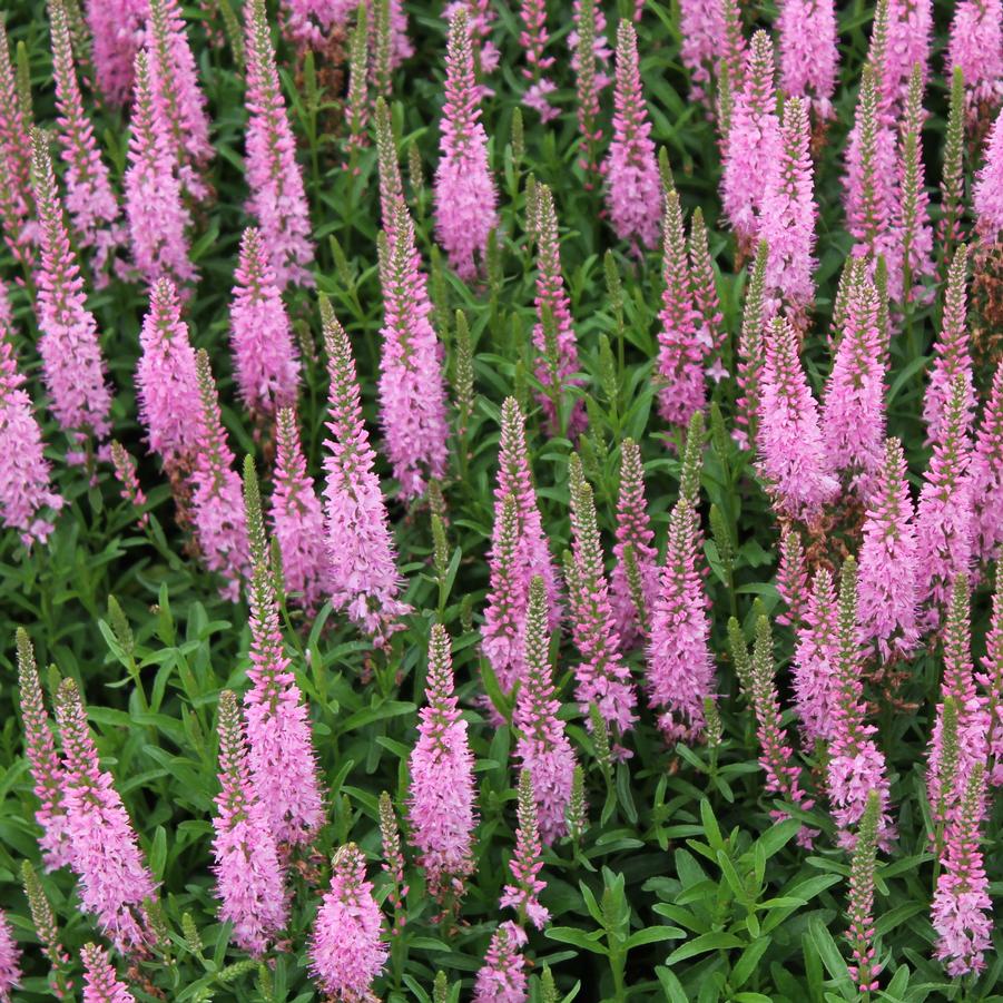 Veronica 'Giles Van Hees' - Speedwell from Hoffie Nursery