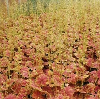 Heuchera 'Tiramisu' - Coral Bells from Hoffie Nursery