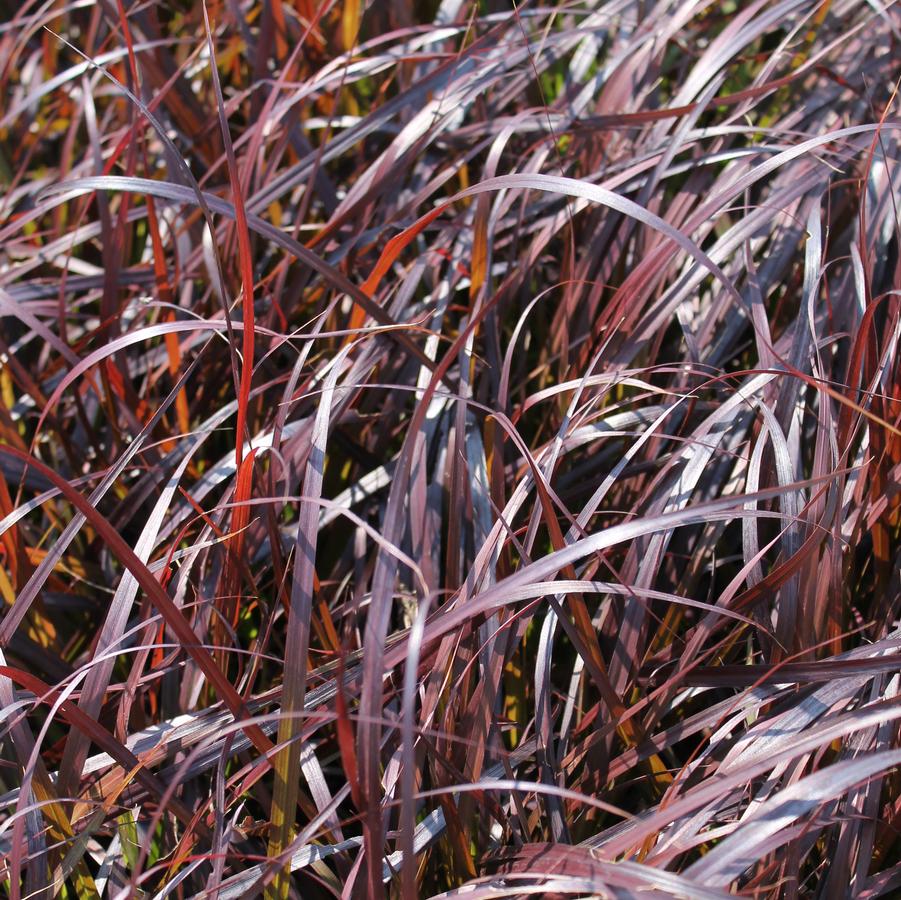 Pennisetum setaceum 'Rubrum' - Purple Fountain Grass from Hoffie Nursery
