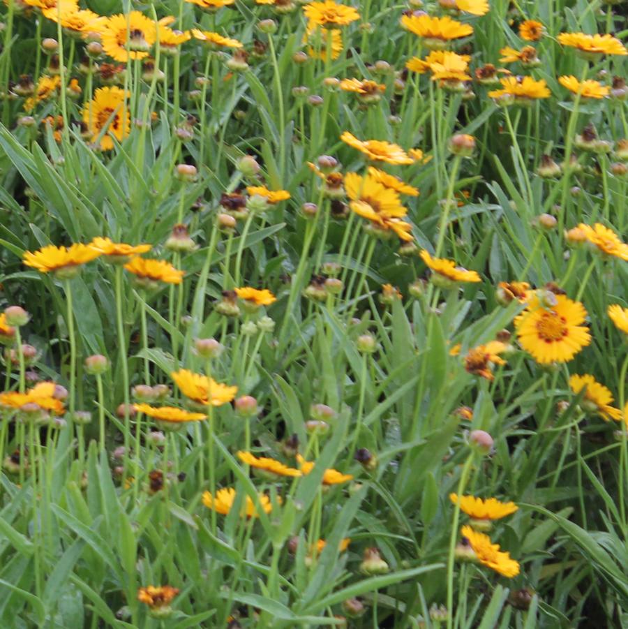 Coreopsis grandiflora 'Sunfire' - Tickseed from Hoffie Nursery