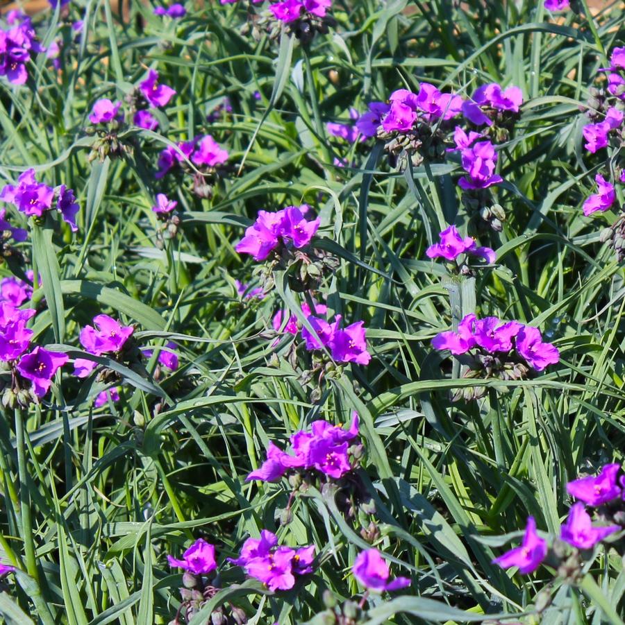 Tradescantia andersoniana 'Concord Grape' - Spiderwort from Hoffie Nursery