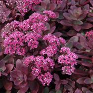 Sedum Sunsparkler® 'Firecracker' - Stonecrop from Hoffie Nursery
