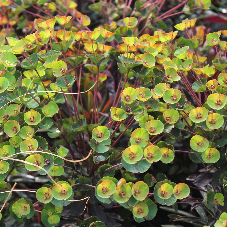 Euphorbia 'Blackbird' - Spurge from Hoffie Nursery