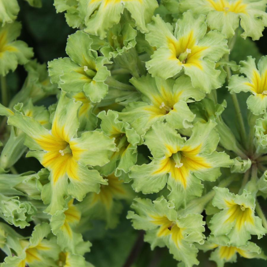 Primula polyantha 'Francesca' - Primrose from Hoffie Nursery