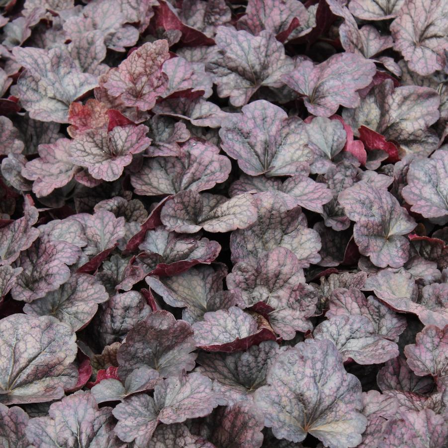 Heuchera 'Grape Expectations' - Coral Bells from Hoffie Nursery