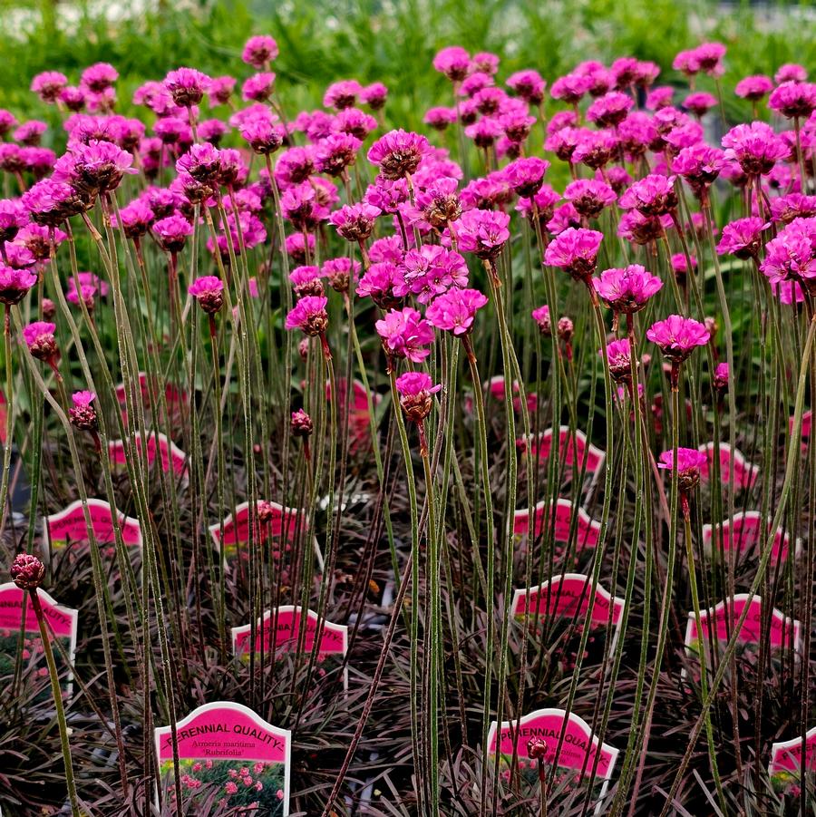 Armeria maritima 'Rubrifolia' - Red-Leaved Thrift from Hoffie Nursery