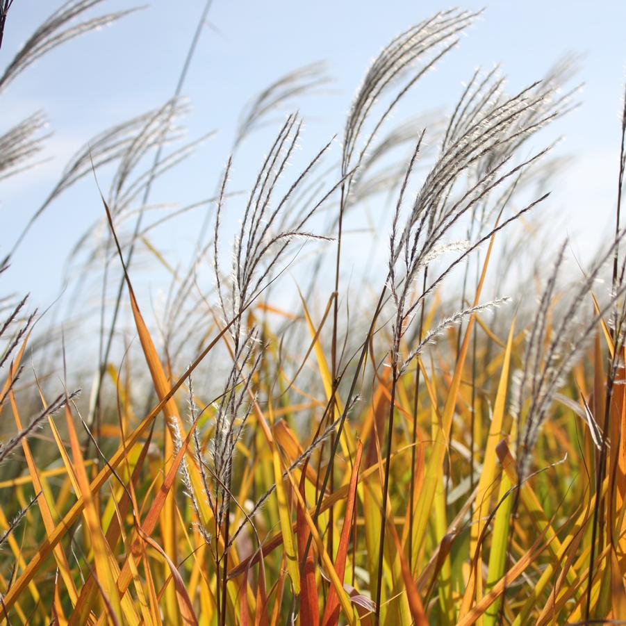 Miscanthus sinensis v. purpurascens - Purple Flame Grass from Hoffie Nursery