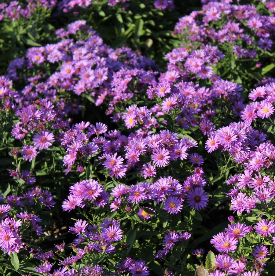 Aster dumosus 'Wood's Purple' - New York Aster from Hoffie Nursery