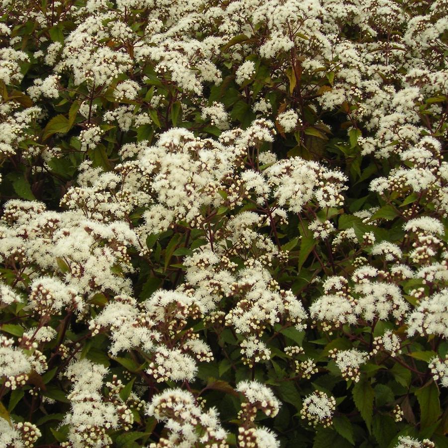 Eupatorium rugosum 'Chocolate' - White Snakeroot from Hoffie Nursery