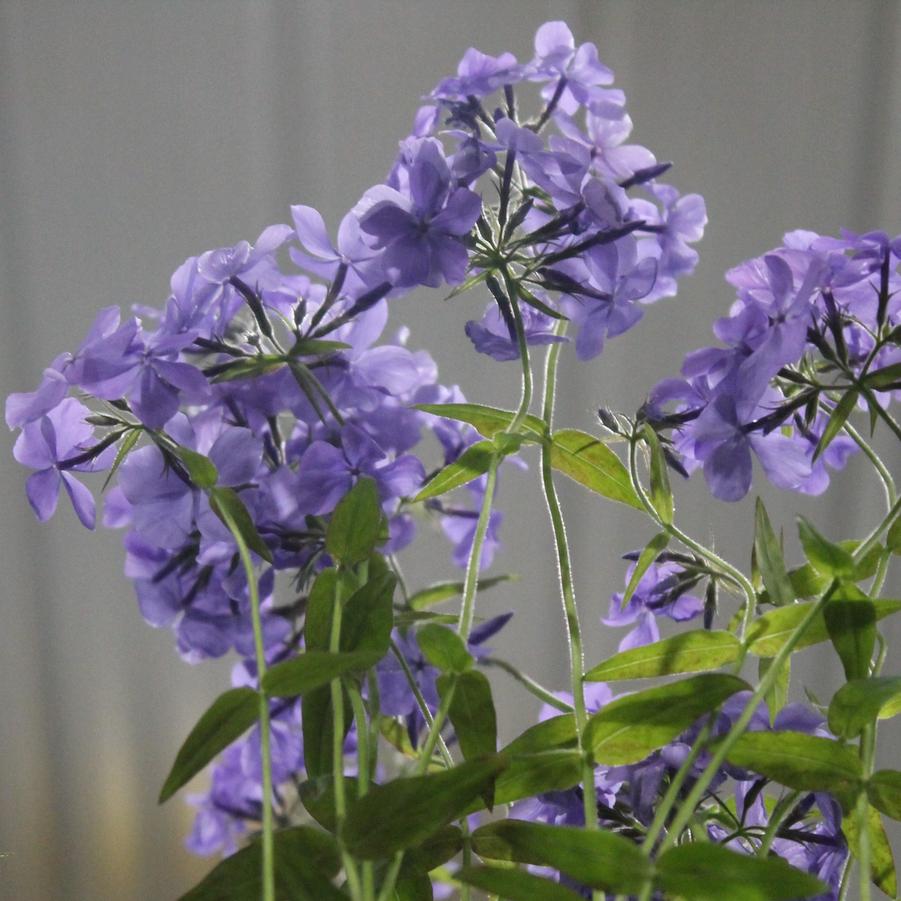 Phlox divaricata 'Blue Moon' - Woodland Phlox from Hoffie Nursery