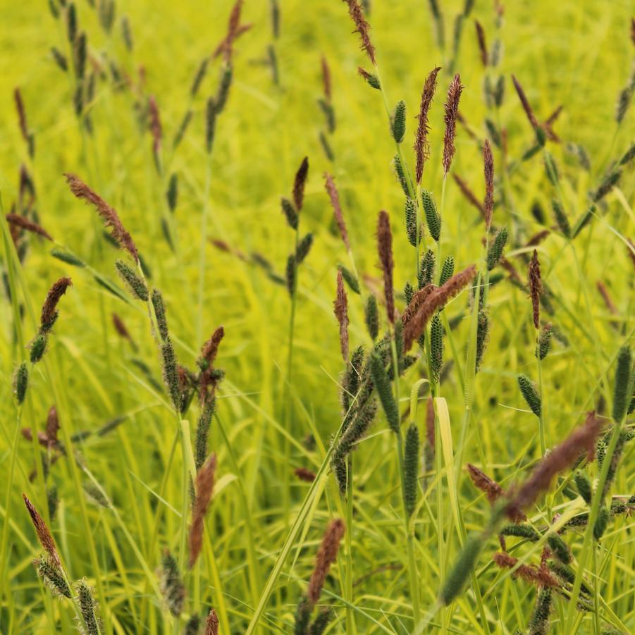 Carex elata 'Bowles Golden' - Golden Sedge from Hoffie Nursery