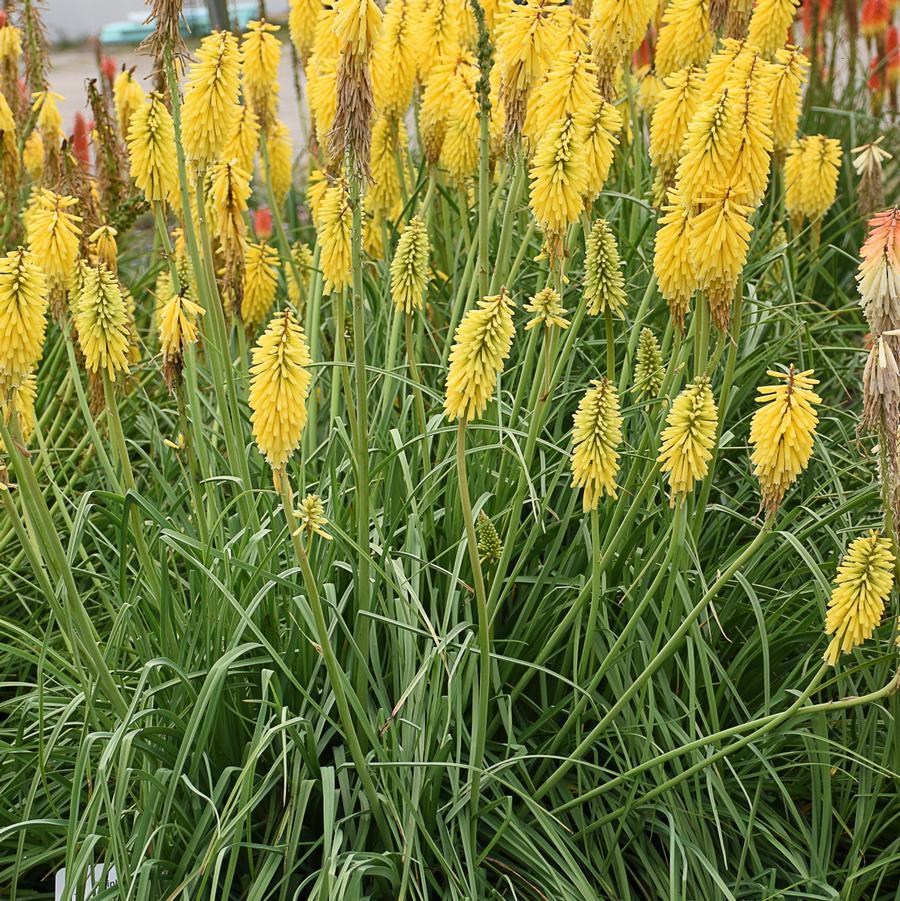 Kniphofia 'Gold Rush' - Hot Poker from Hoffie Nursery