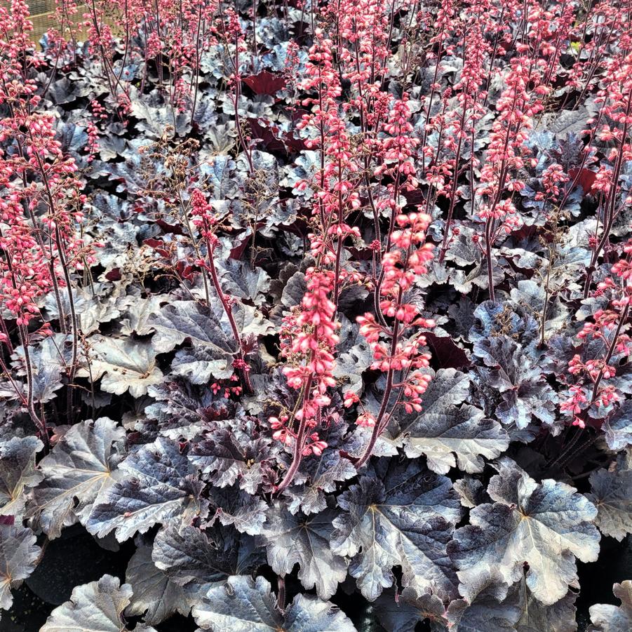 Heuchera 'Timeless Night' - Coral Bells from Hoffie Nursery