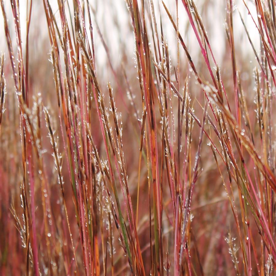 Schizachyrium scoparium 'Carousel' - Little Blue Stem from Hoffie Nursery