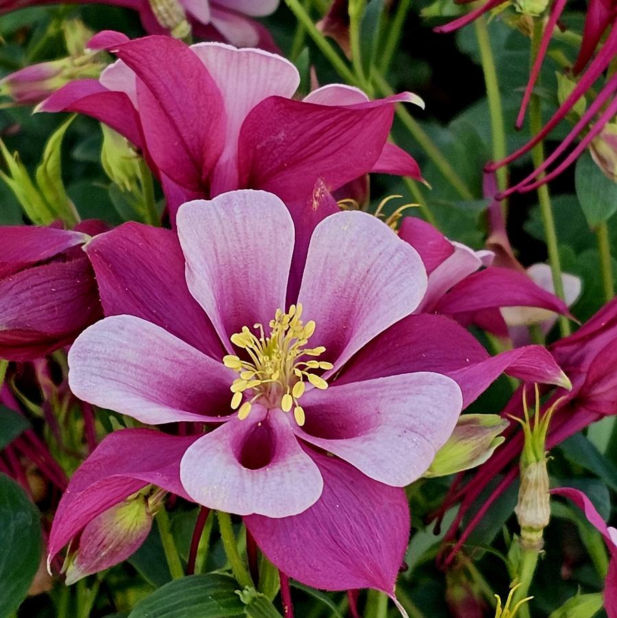 Aquilegia caerulea Kirigami™ 'Rose & Pink' - Columbine from Hoffie Nursery