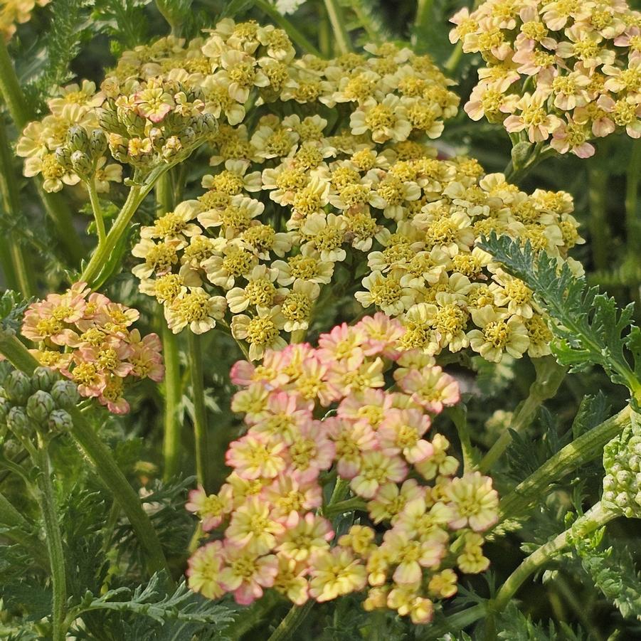 Achillea millefolium Milly Rock™ 'Yellow' - Yarrow from Hoffie Nursery