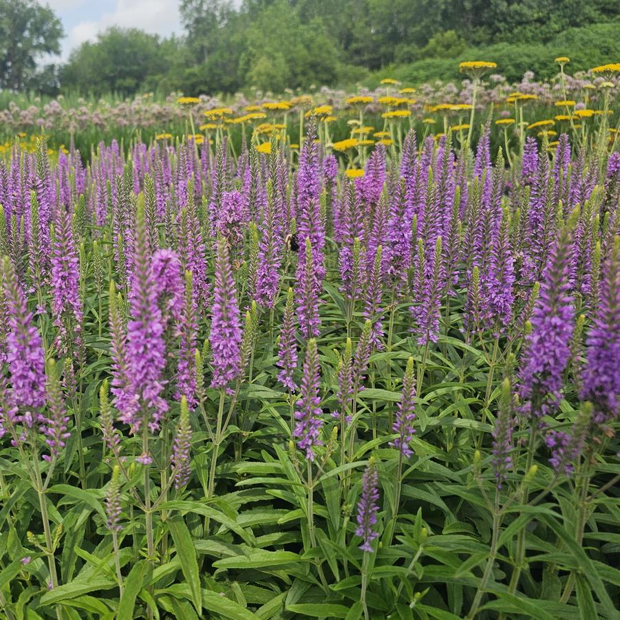 Veronica Moody Blues® 'Mauve' - Speedwell from Hoffie Nursery