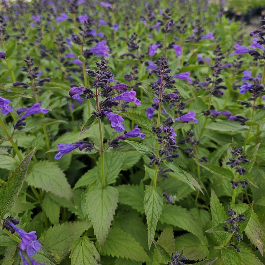 Nepeta subsessilis Prelude™ 'Purple' - Catmint from Hoffie Nursery