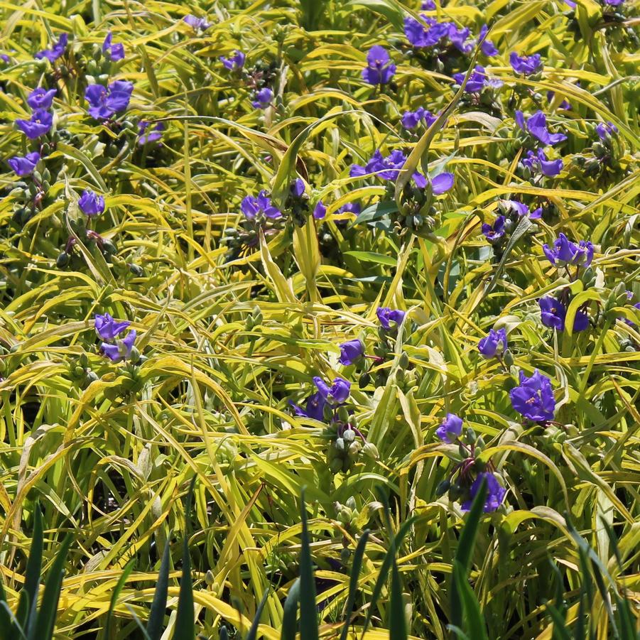 Tradescantia andersoniana 'Sweet Kate' - Golden Spiderwort from Hoffie Nursery