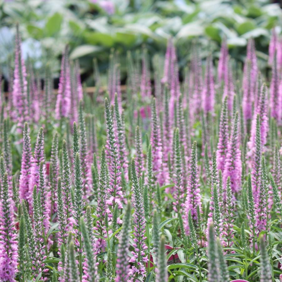 Veronica 'Giles Van Hees' - Speedwell from Hoffie Nursery