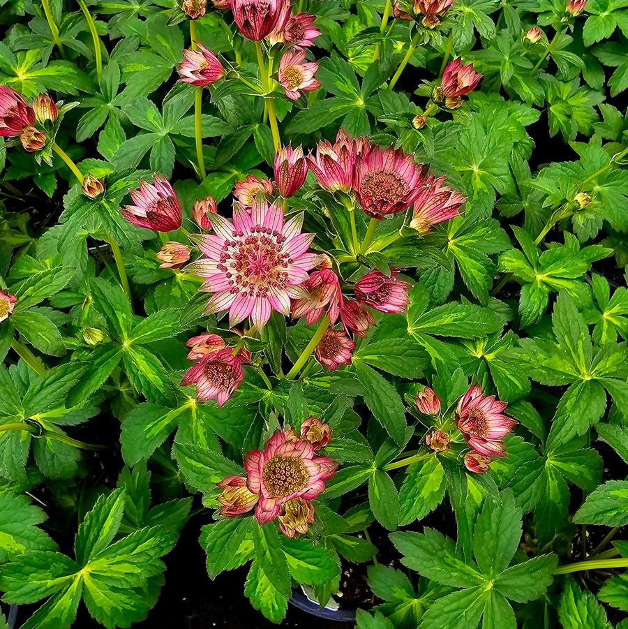 Astrantia major 'Masterpiece' - Masterwort from Hoffie Nursery
