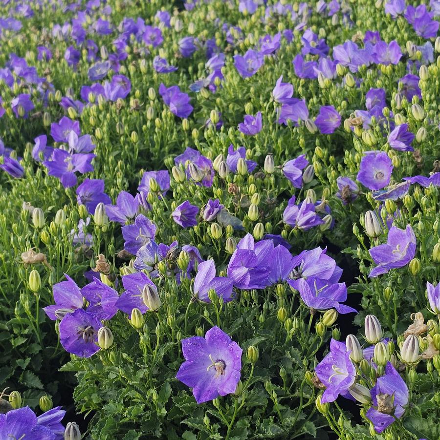 Campanula carpatica 'Blue Clips' - Carpathian Harebell from Hoffie Nursery