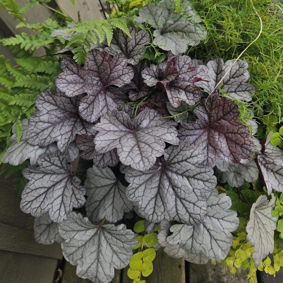 Heuchera 'Smoke and Mirrors' - Coral Bells from Hoffie Nursery