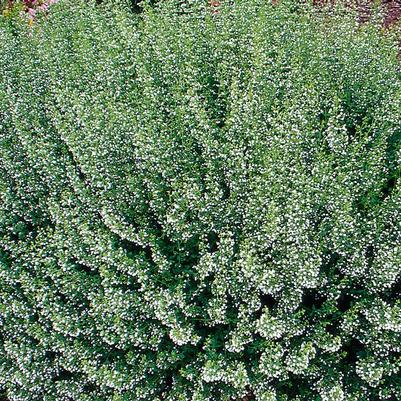 Calamintha nepeta Montrose White