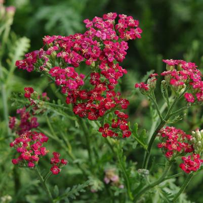 Achillea Red New Vintage 