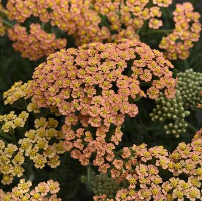 Achillea Terra Cotta New Vintage 