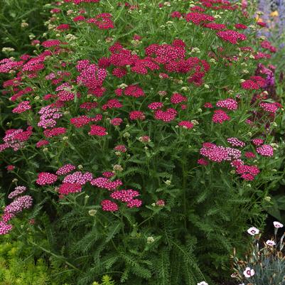 Achillea Violet New Vintage 