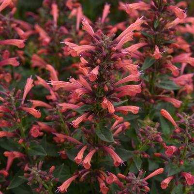 Agastache mexicana Summerlong™ Coral