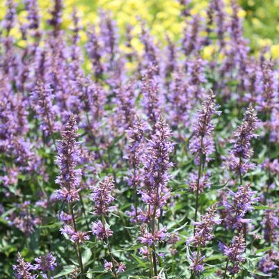 Agastache Purple Haze