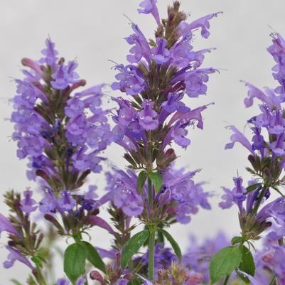 Agastache Blue Sunrise® 