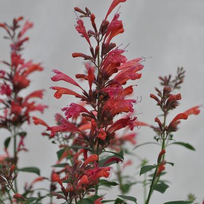 Agastache Red Sunrise® 