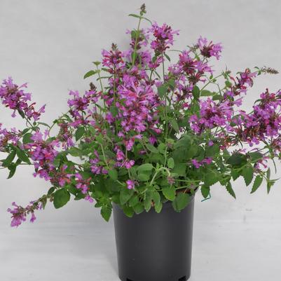 Agastache Violet Sunrise® 